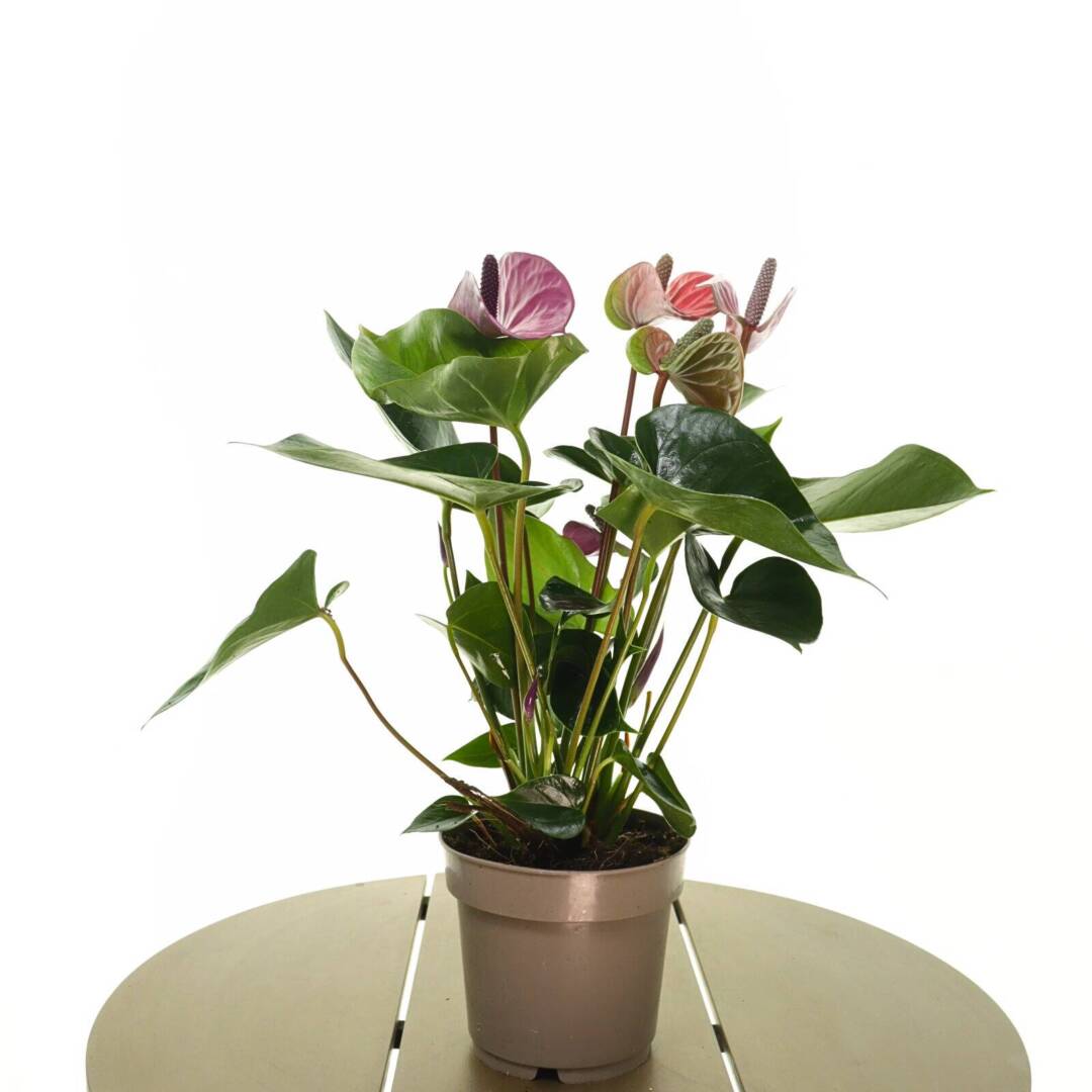 anthurium-cveten
