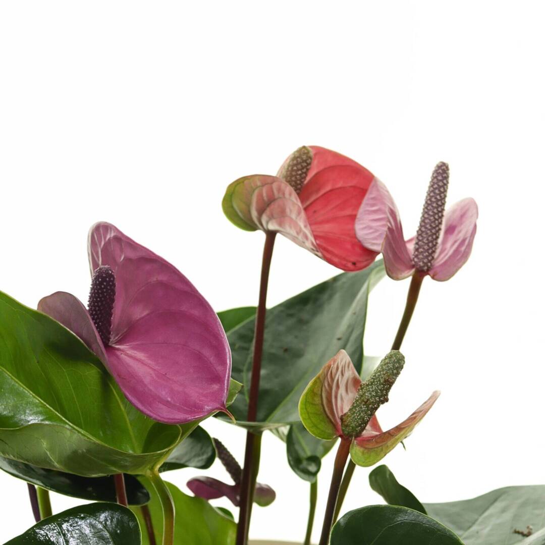 anthurium-cveten2