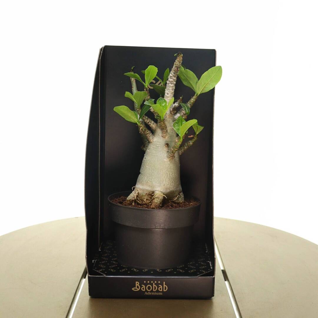 baobab