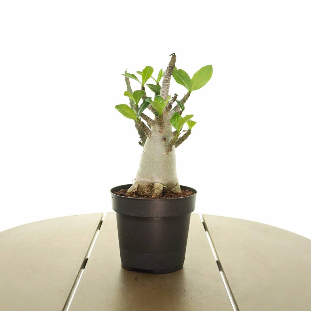 baobab2