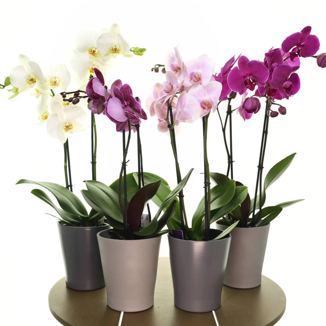 orhidei Комплект орхидеи Phalaenopsis в различни цветове – Diana79