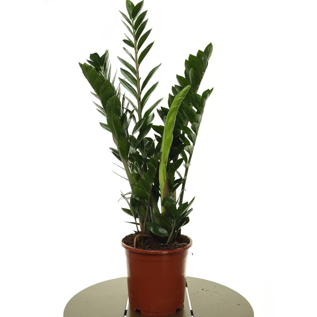 zamioculcas