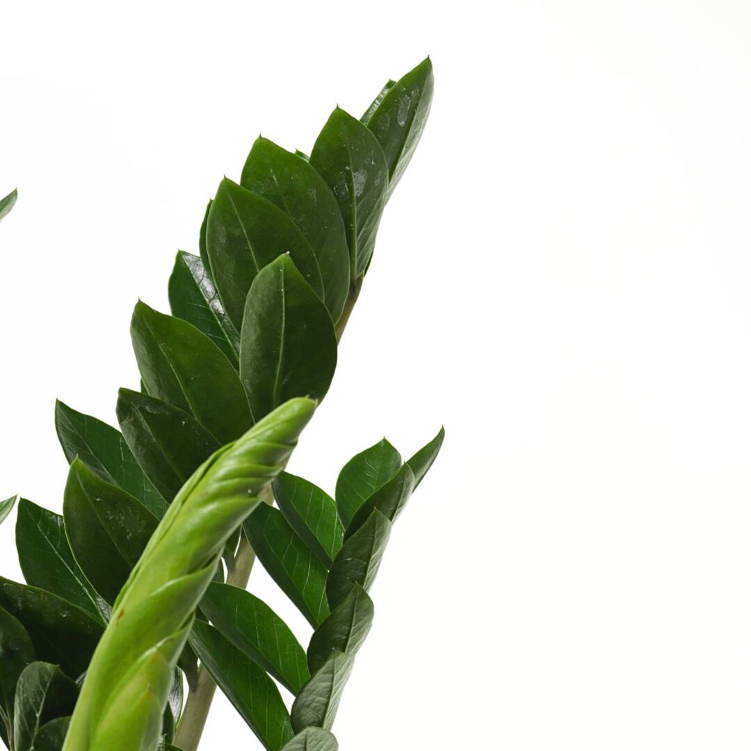 zamioculcas2