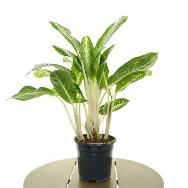 aglaonema1-1