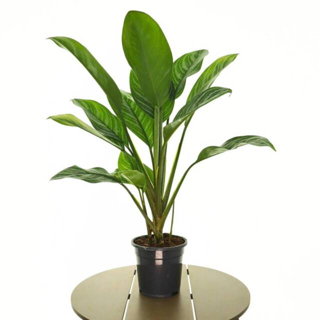 aglaonema2-1