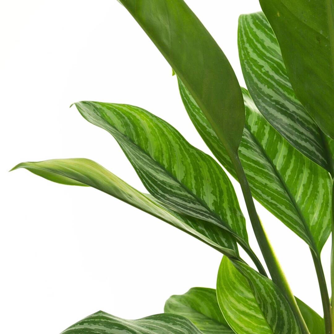 aglaonema2-2