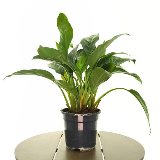 aglaonema3-1
