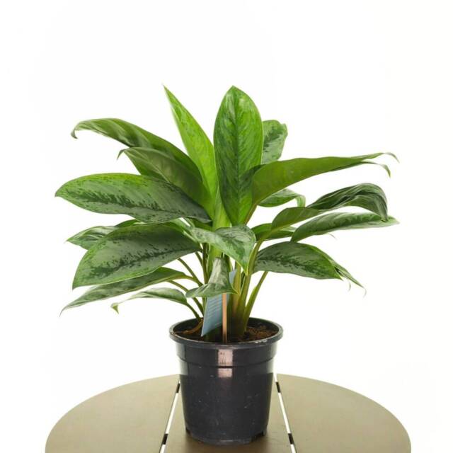 aglaonema4-1
