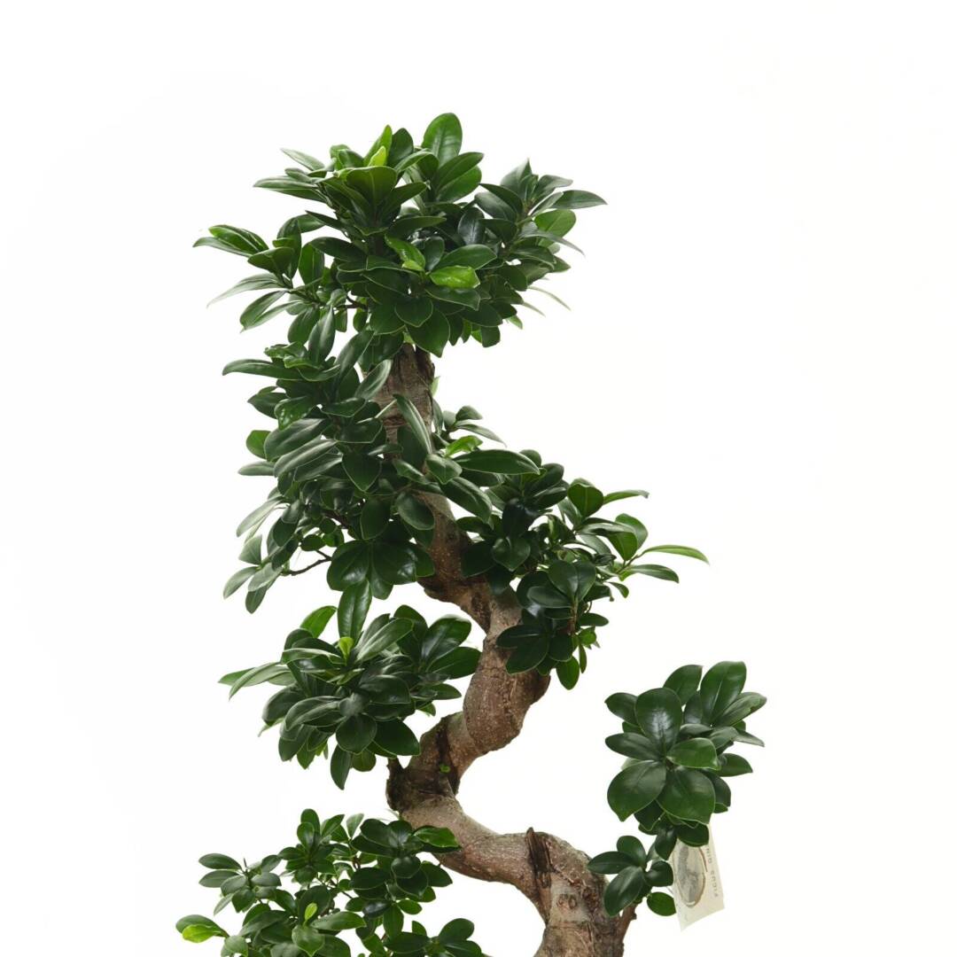 bonsai-L-2