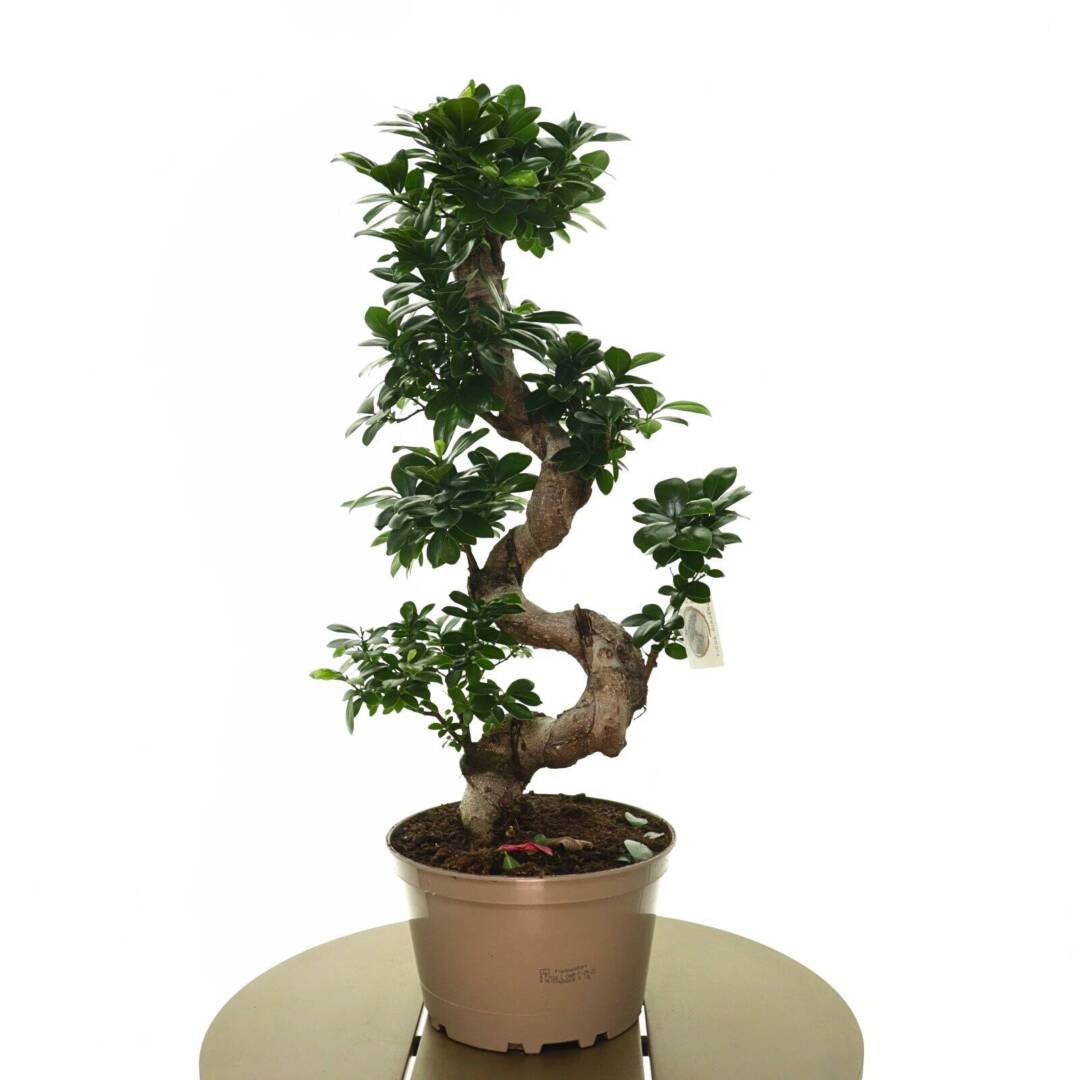 bonsai-L