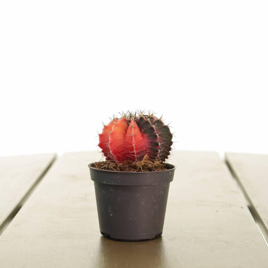 cactus2