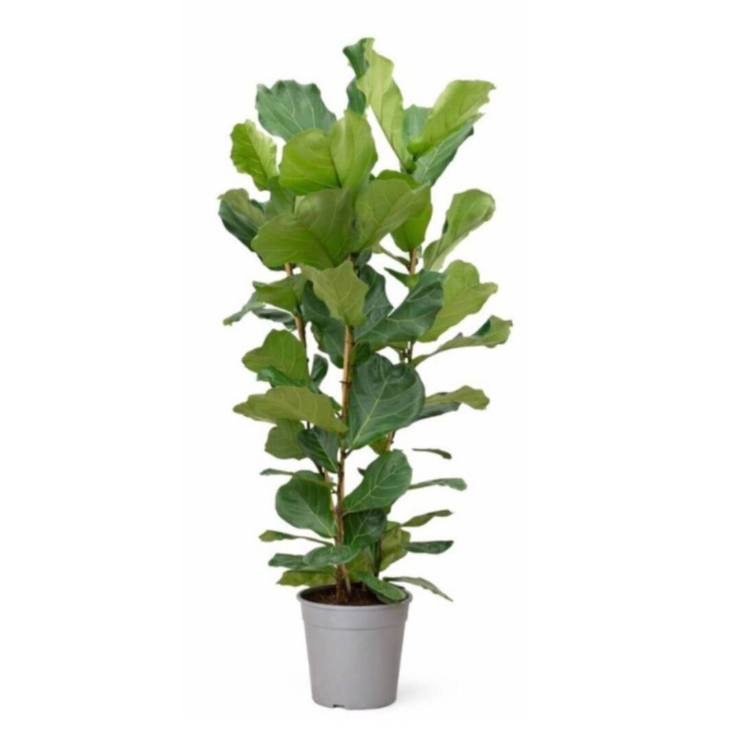 ficus-lyrata-3