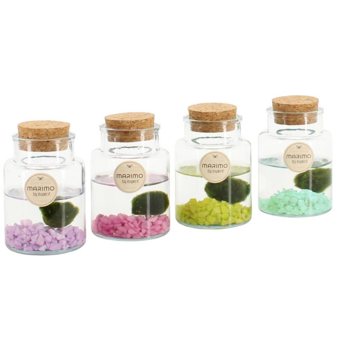marimo-rainbow
