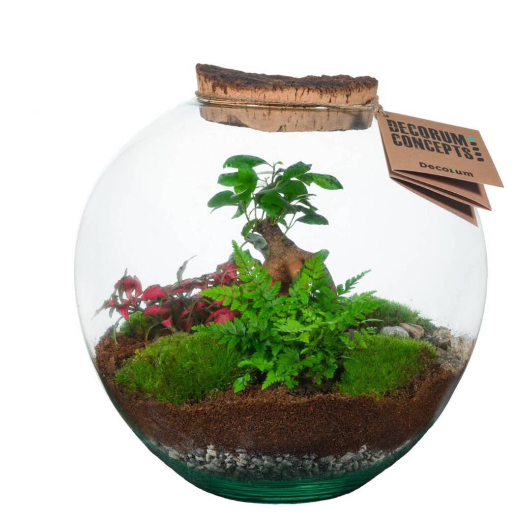 terrarium-bonsai