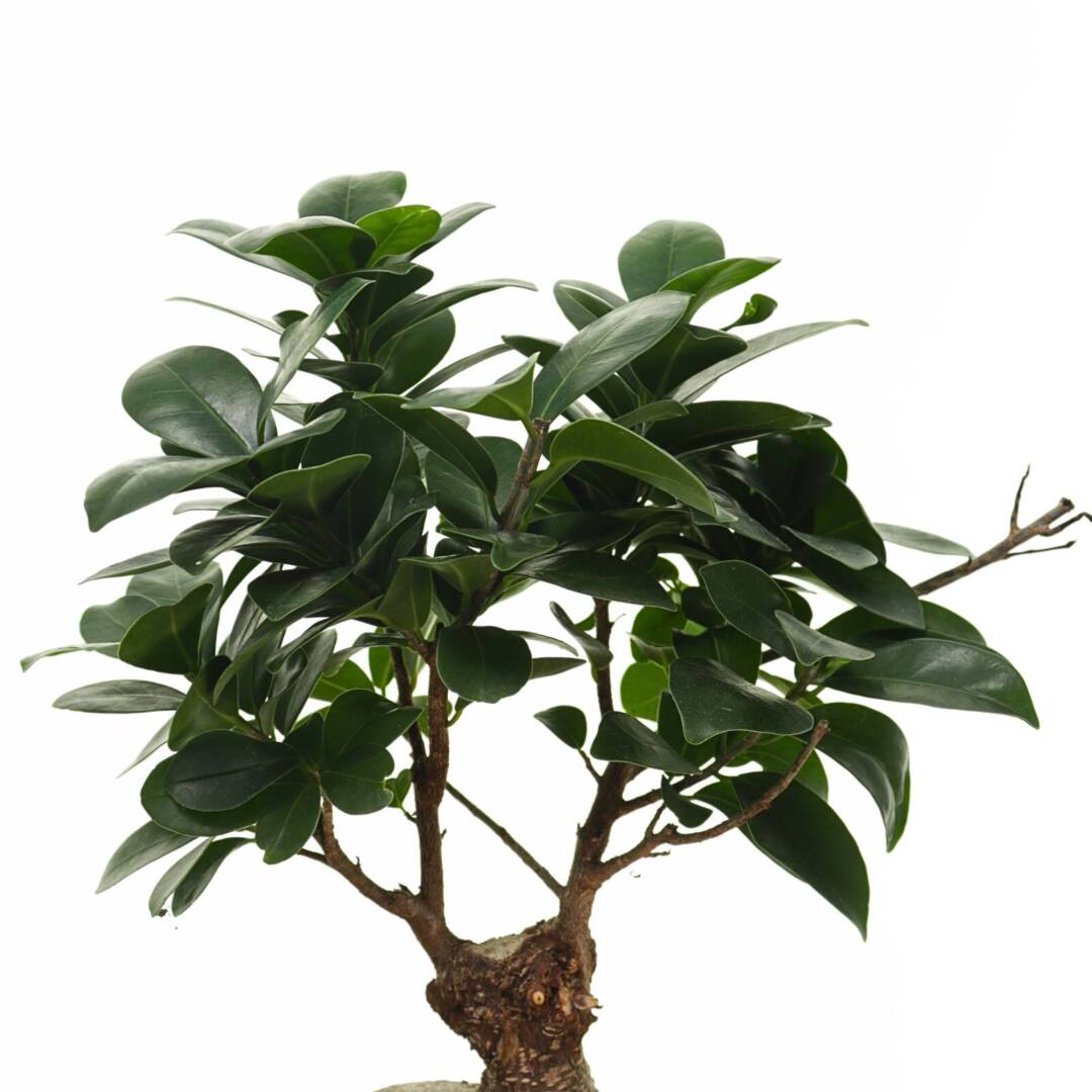 bonsai-lista
