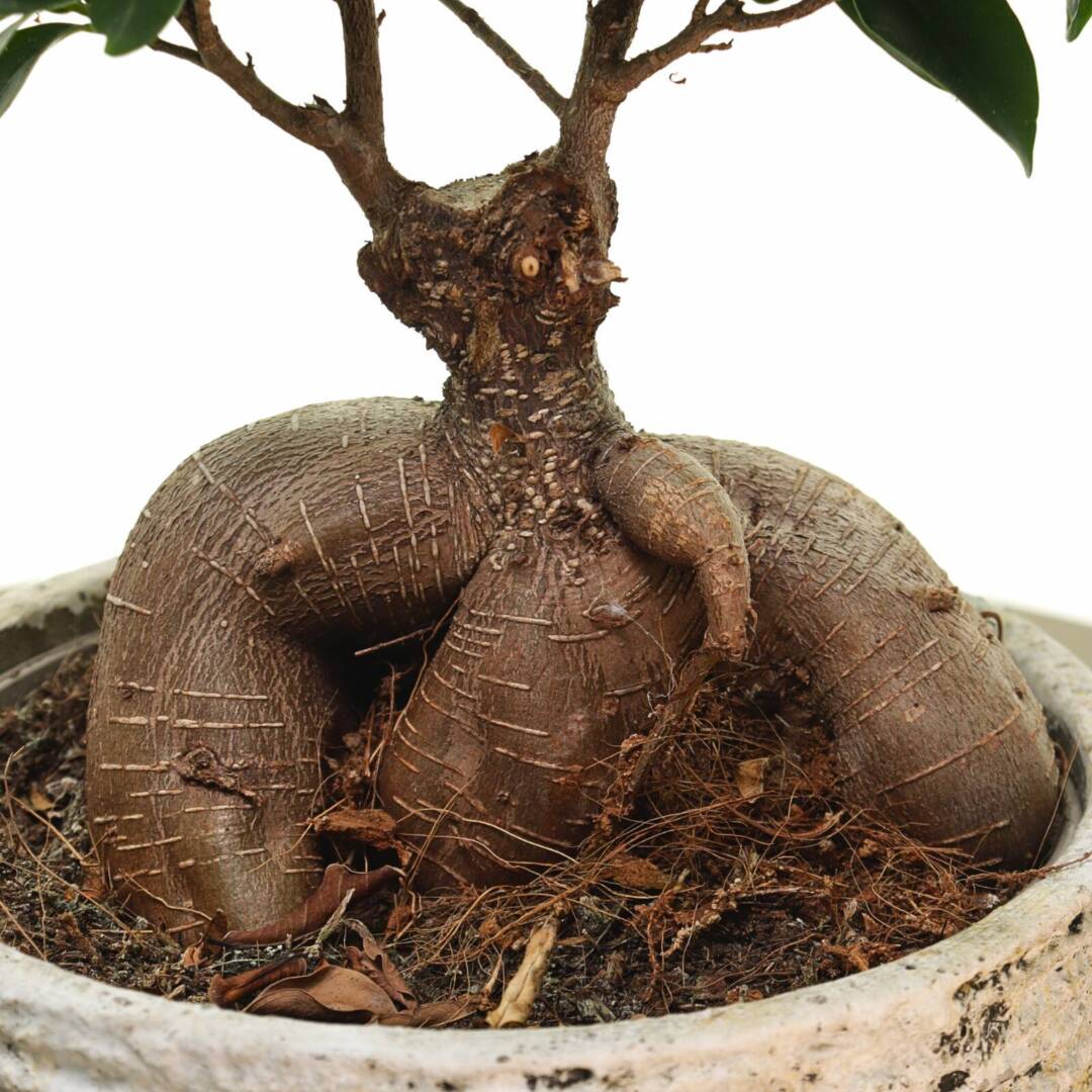 bonsai-stublo