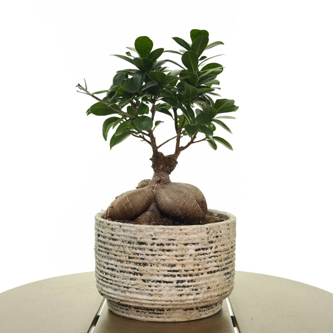 bonsai
