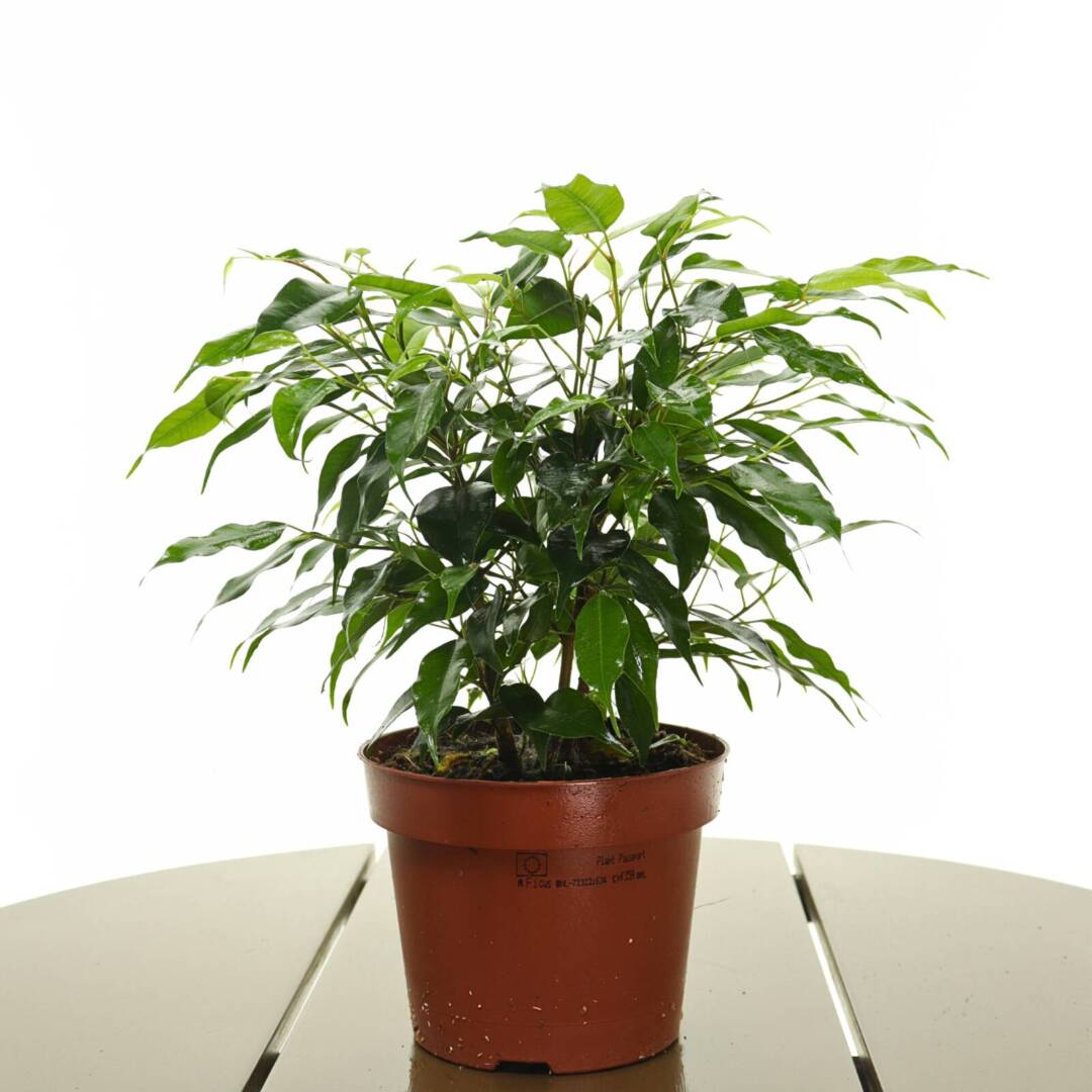 ficus-zelen