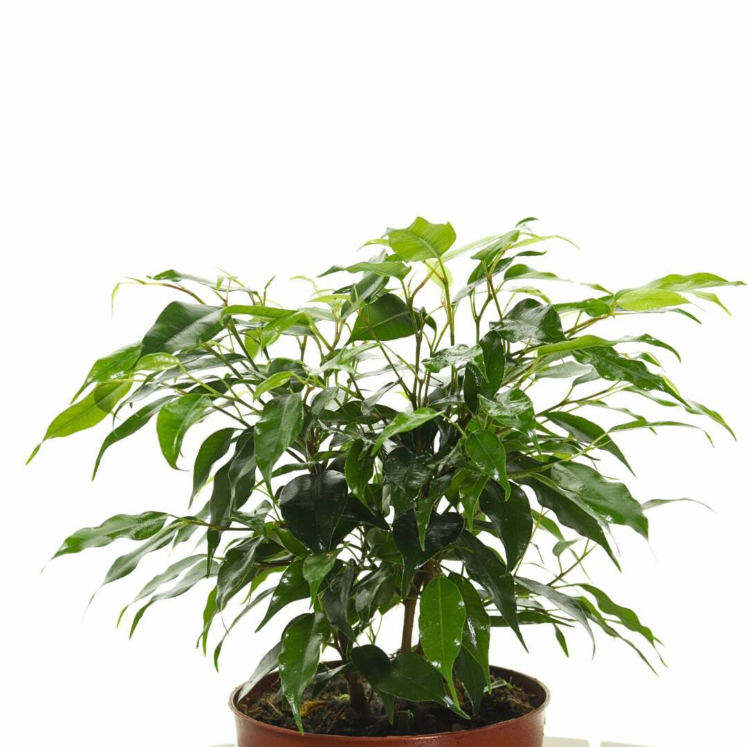 ficus-zelen-lista