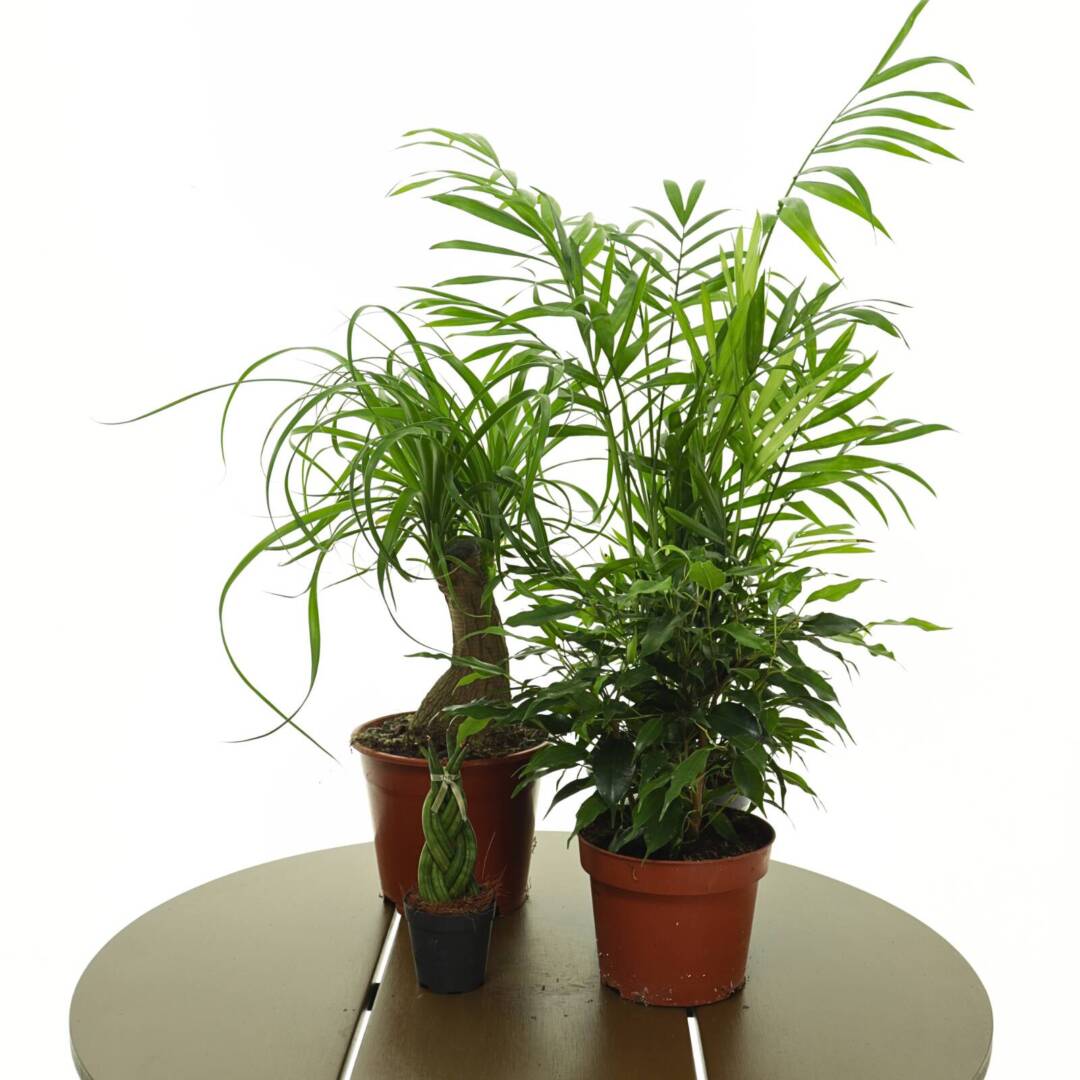 komplekt