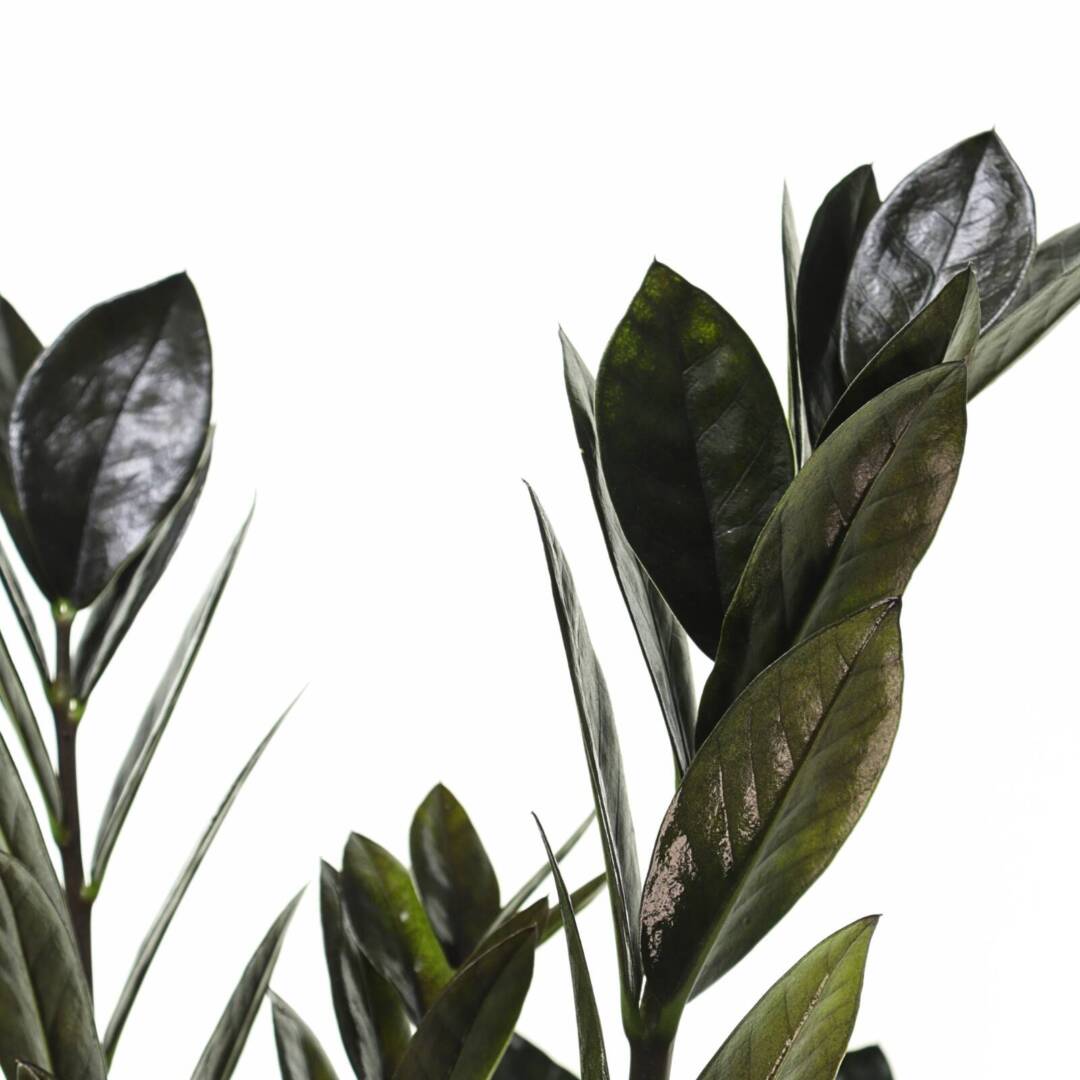 zamioculcas-raven-s-lista