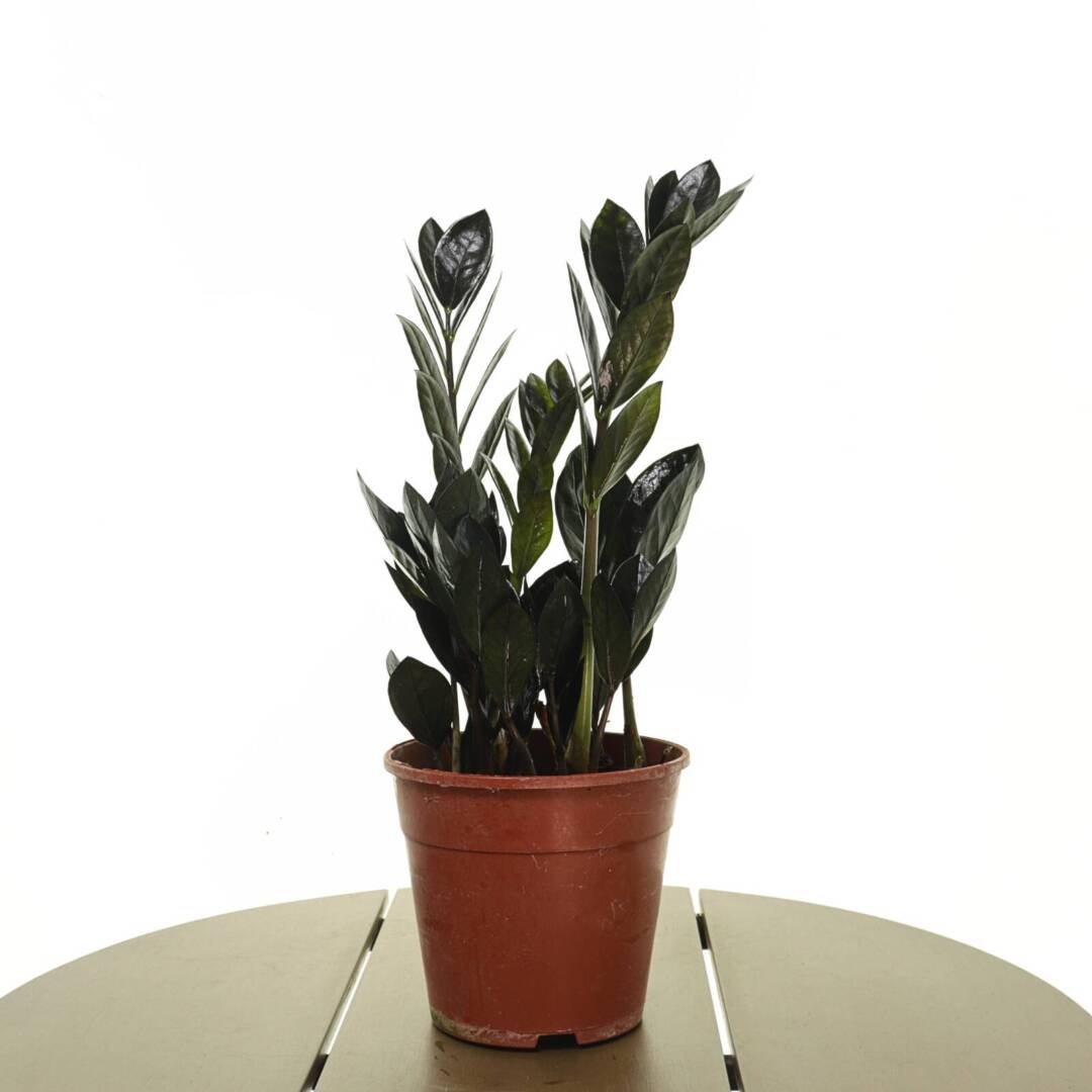 zamioculcas-raven-s