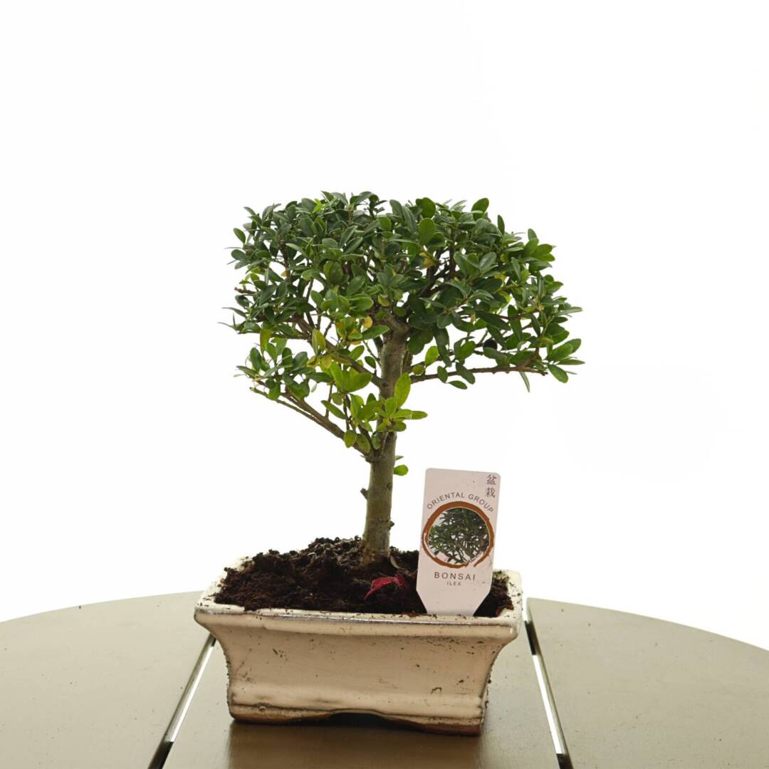 bonsai-10