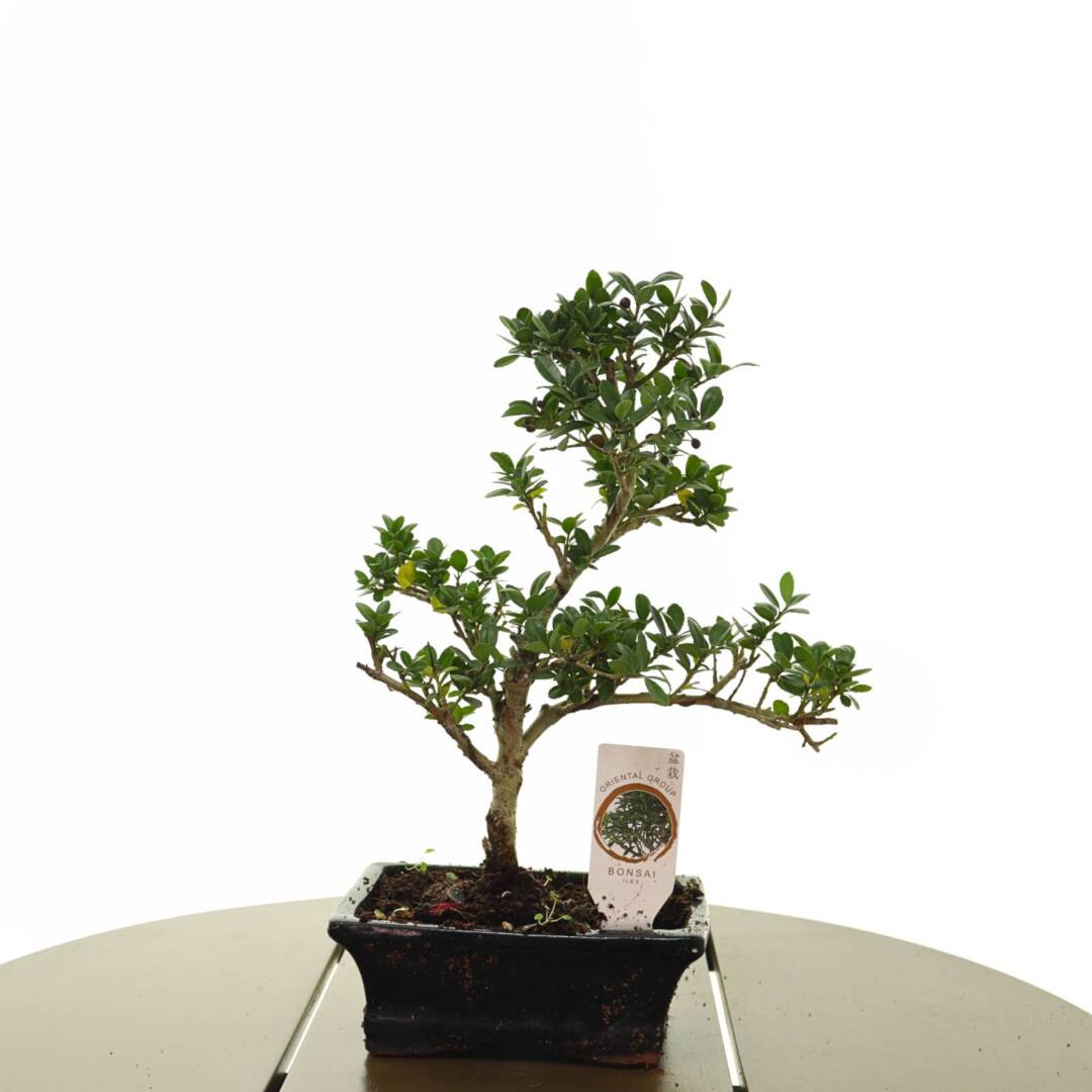 bonsai-7