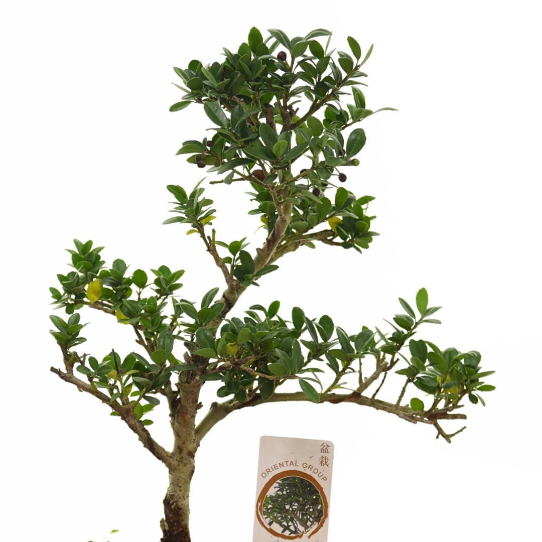 bonsai-8