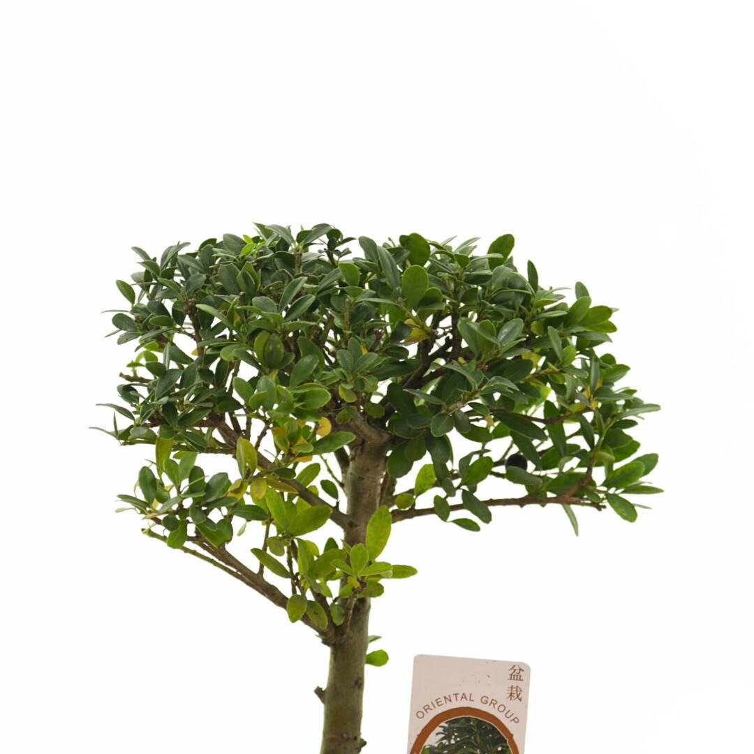 bonsai-9