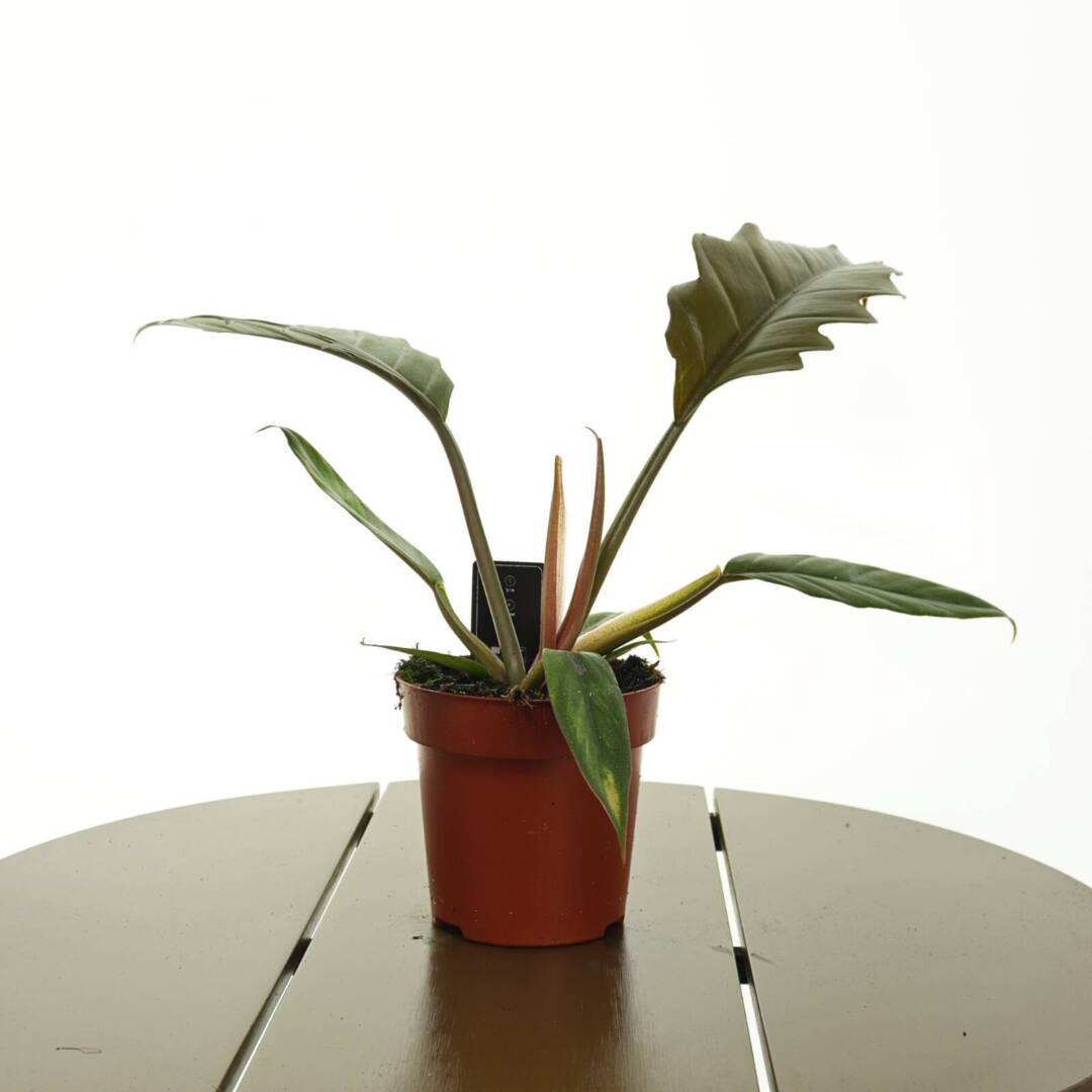 filodendron