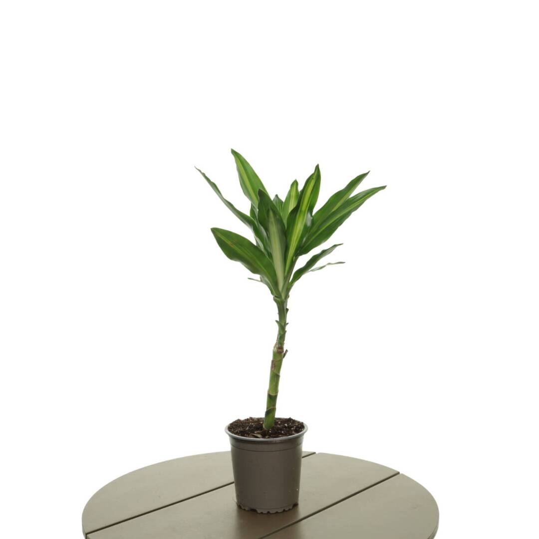dracaena-2