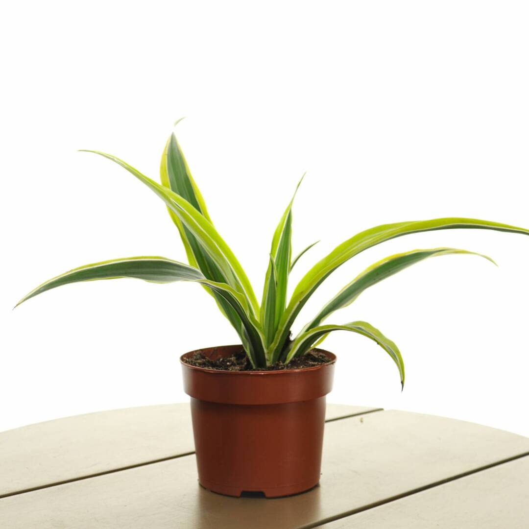 dracena-lemon