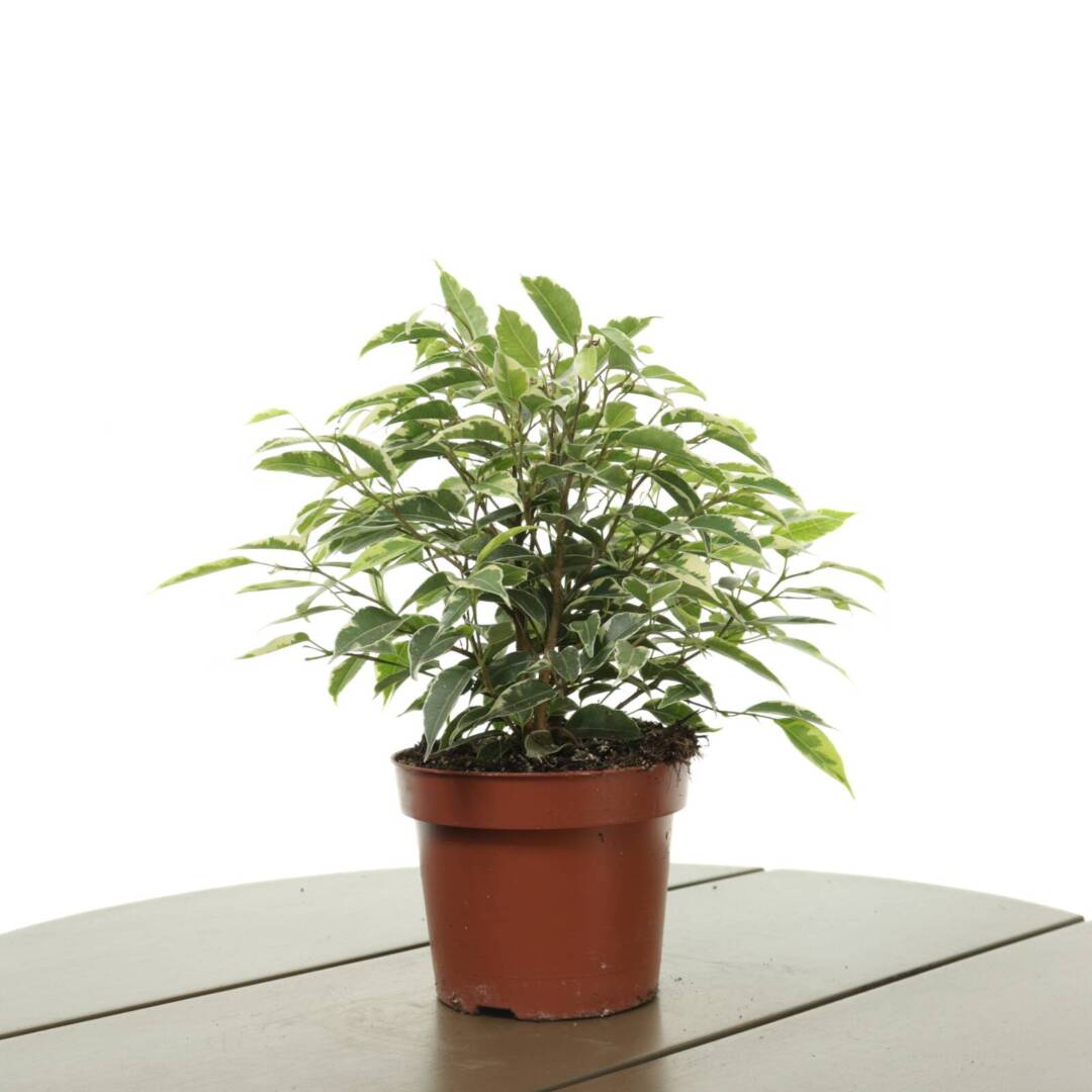 ficus-kinky