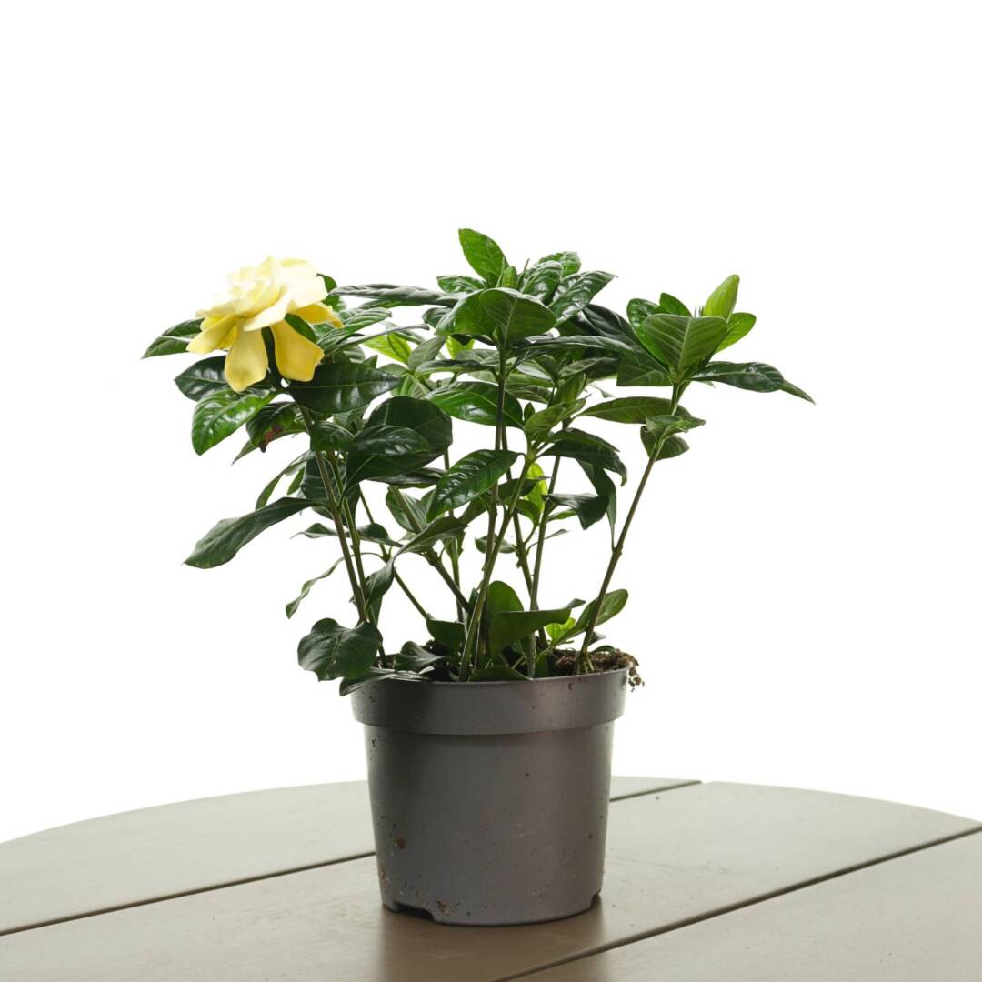 gardenia