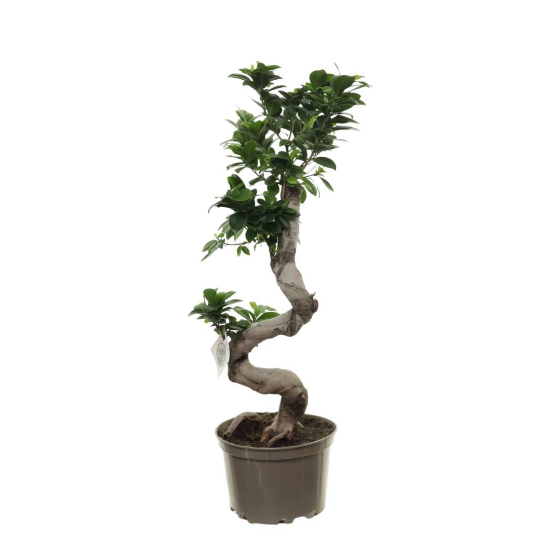 bonsai4
