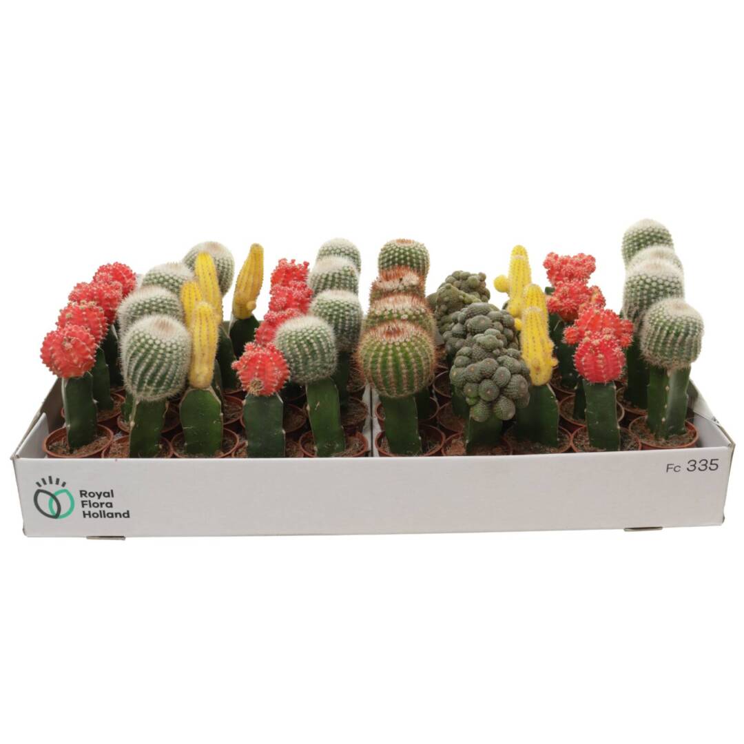 cactus