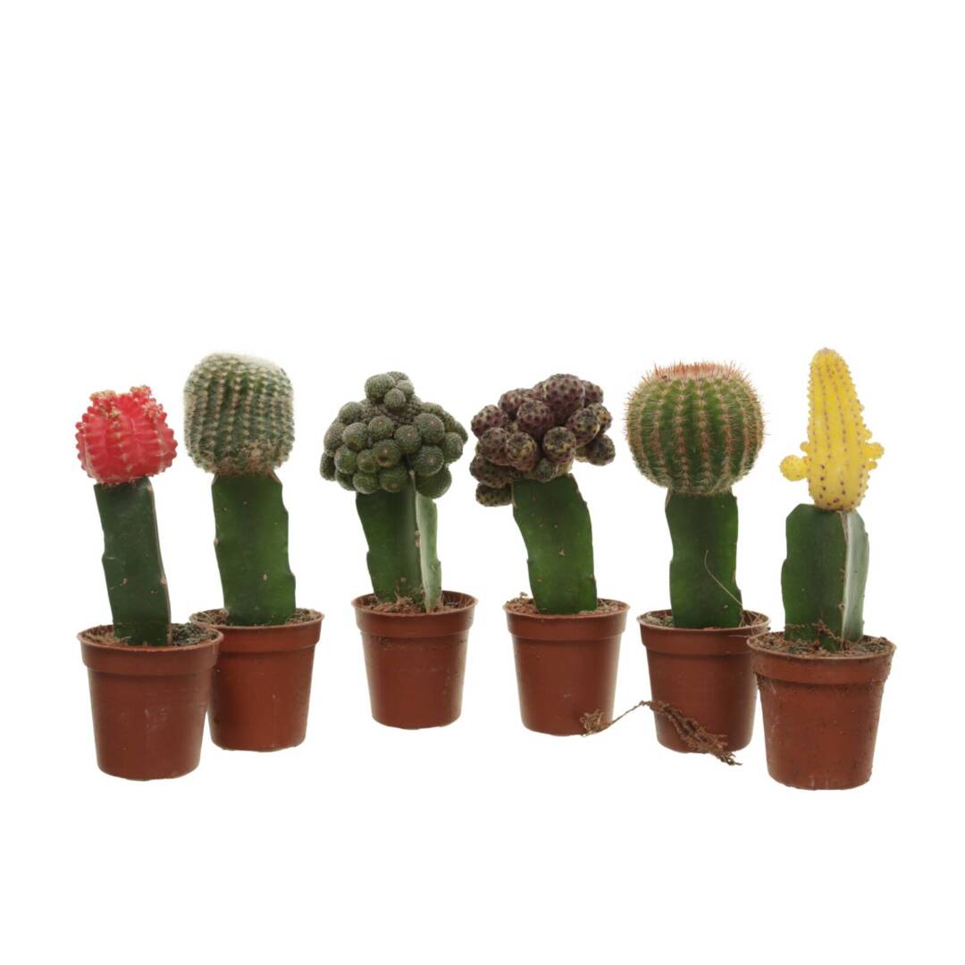 cactus2