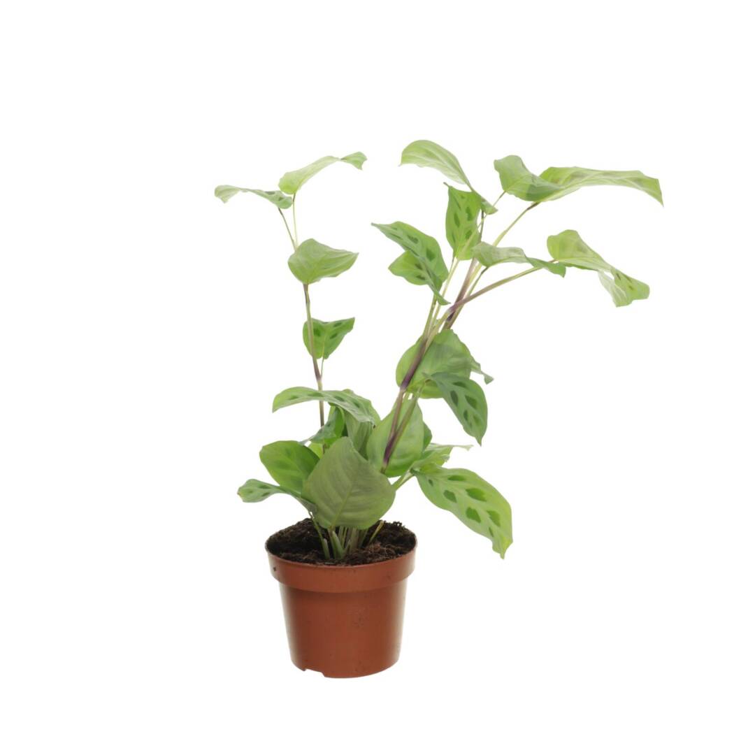 maranta