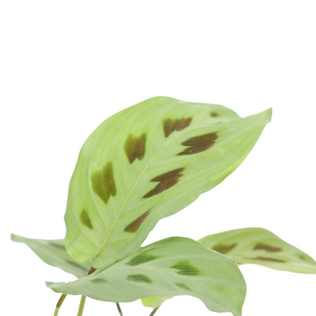 maranta2