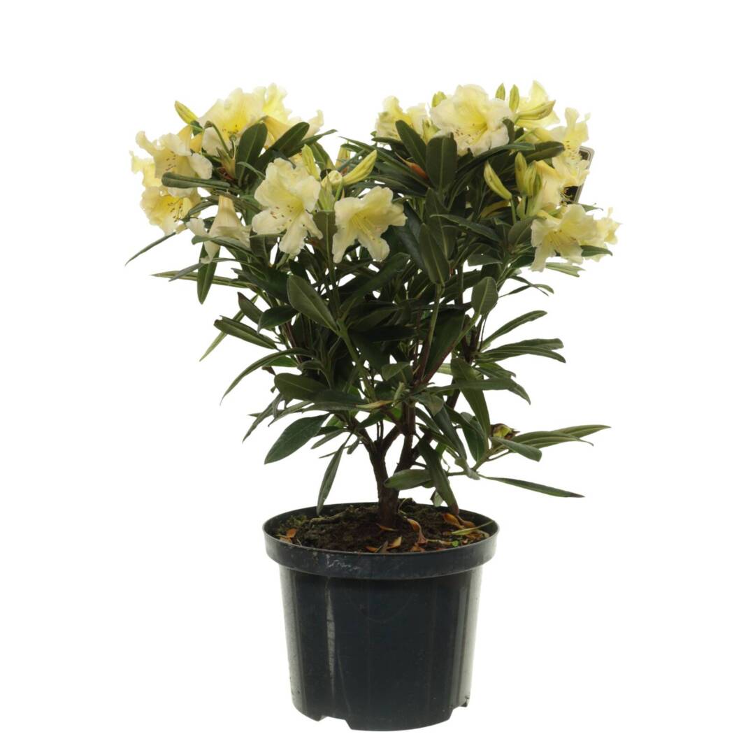 rhododendron