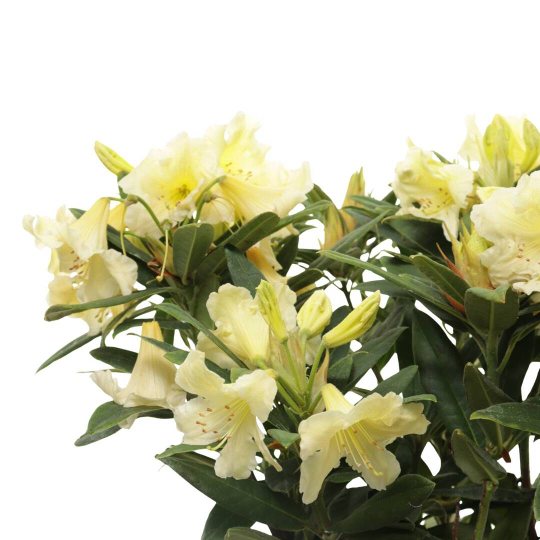 rhododendron2