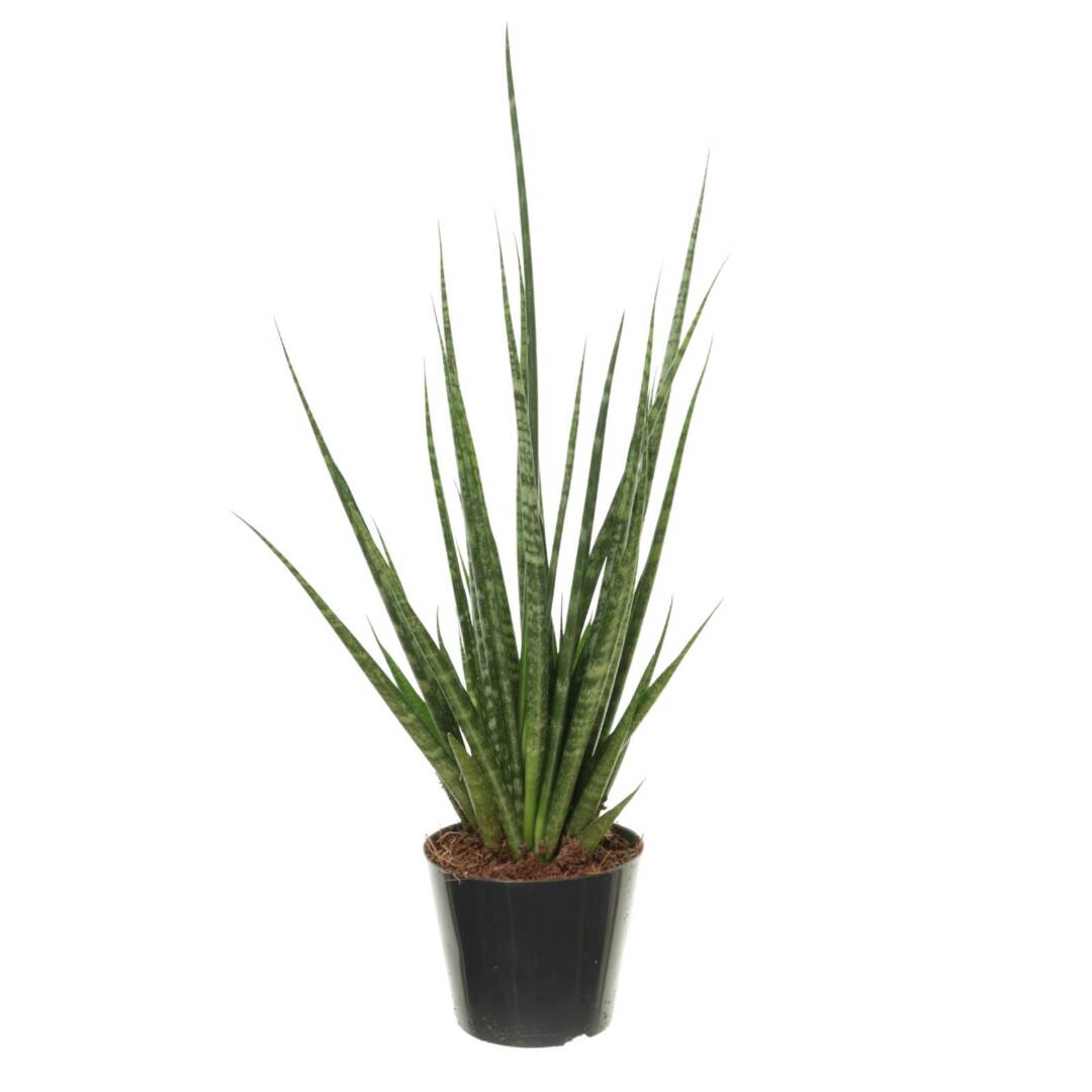 sanseviera