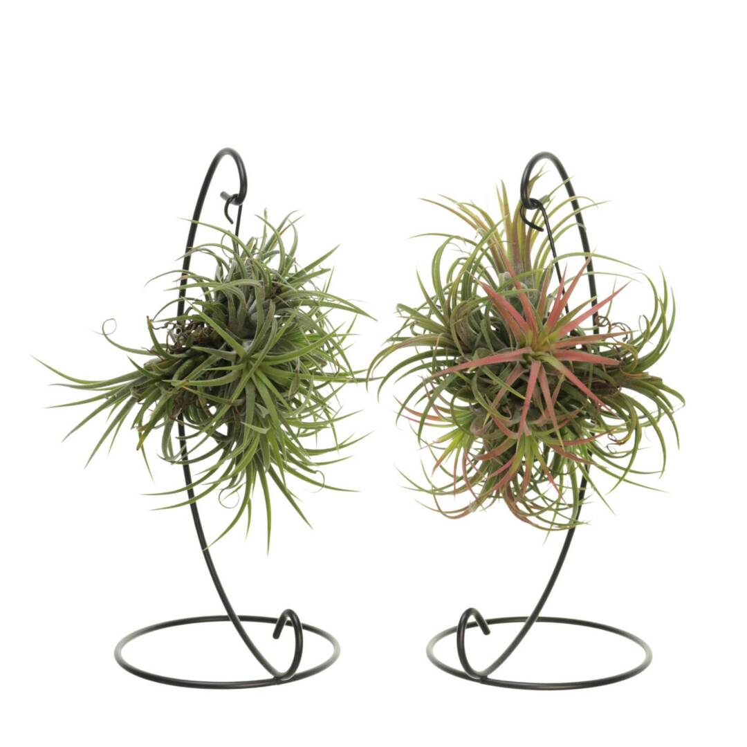 tillandsia