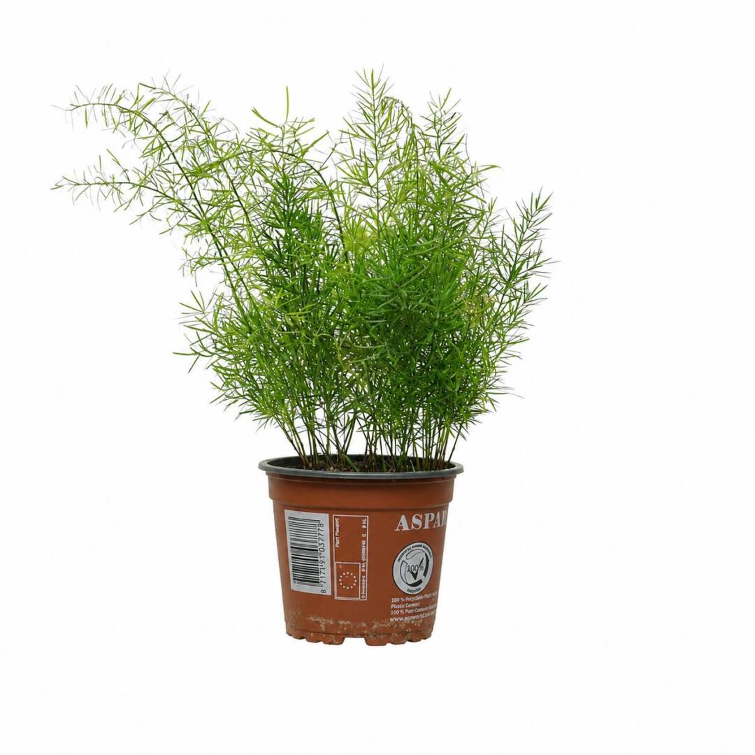 asparagus