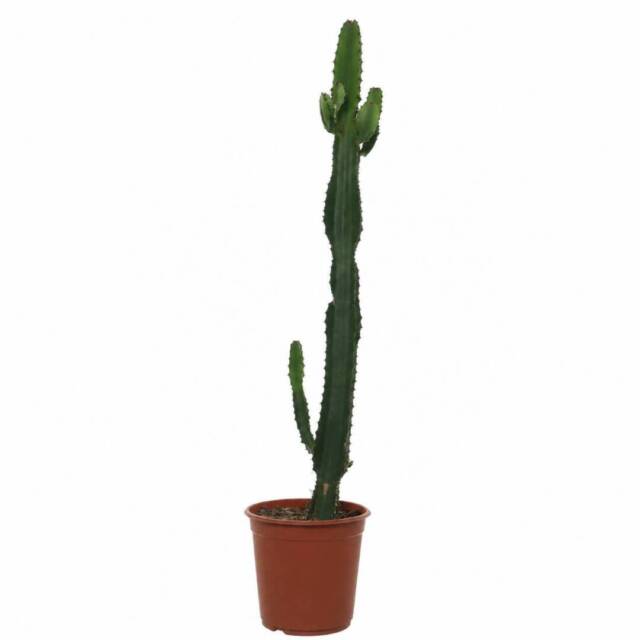 kaktus