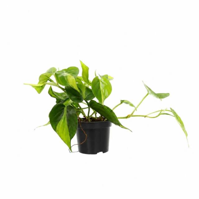 filodendron