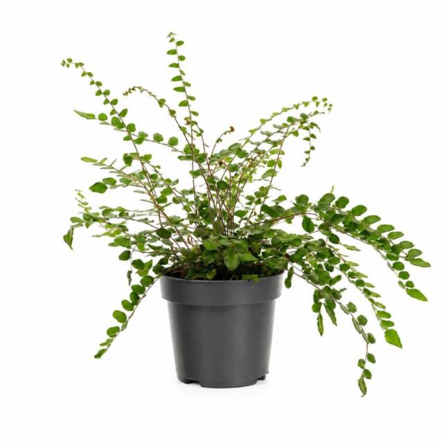pilea