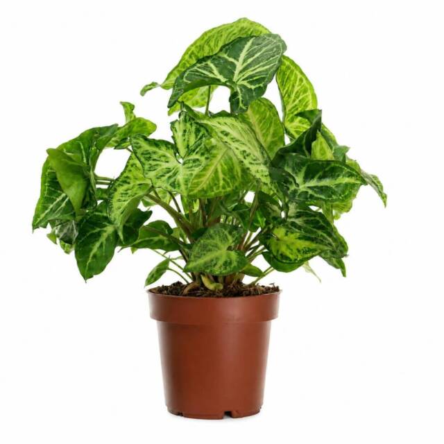 singonium