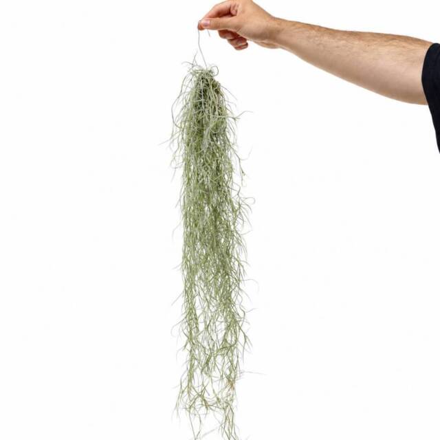 tilandsia1